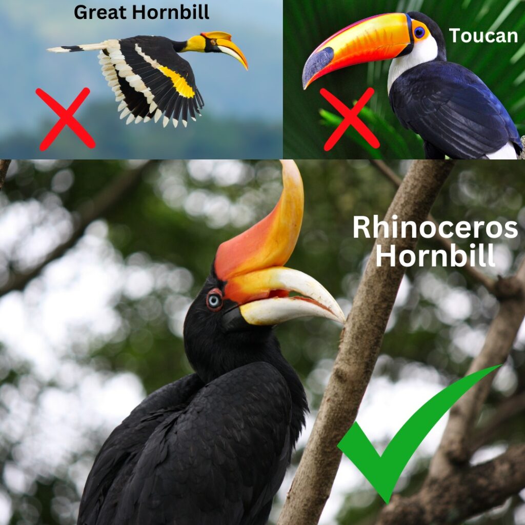 Ketahui Perbezaan Ciri Unik Burung Enggang Badak, Burung Tukan Dan Enggang Besar