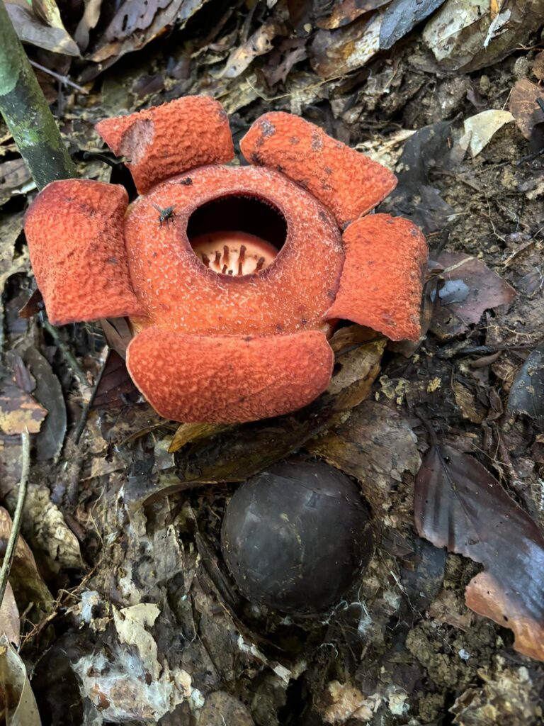 Penemuan Epik, Spesis Rafflesia Yang Rare Ini Muncul Semula Di Sabah