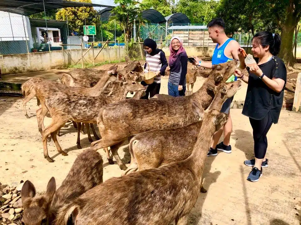 Ini 6 Mini Zoo Sekitar Kuching Dan Serian Yang Boleh Anda Kunjungi Bersama Kanak-Kanak