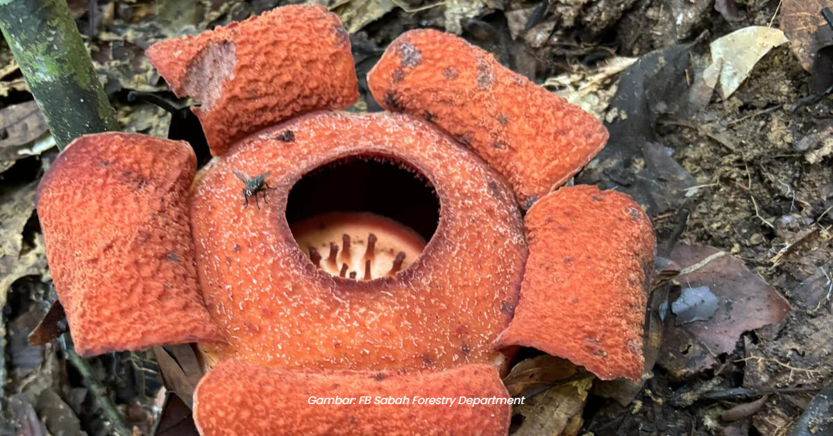 Penemuan Epik, Spesis Rafflesia Yang Rare Ini Muncul Semula Di Sabah