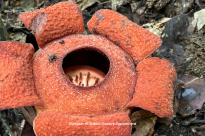 Penemuan Epik, Spesis Rafflesia Yang Rare Ini Muncul Semula Di Sabah