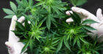 Polis Miri Serbu Ladang Ganja Terbesar Di Jalan Piasau Bernilai RM3.6 Juta