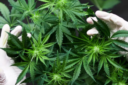 Polis Miri Serbu Ladang Ganja Terbesar Di Jalan Piasau Bernilai RM3.6 Juta