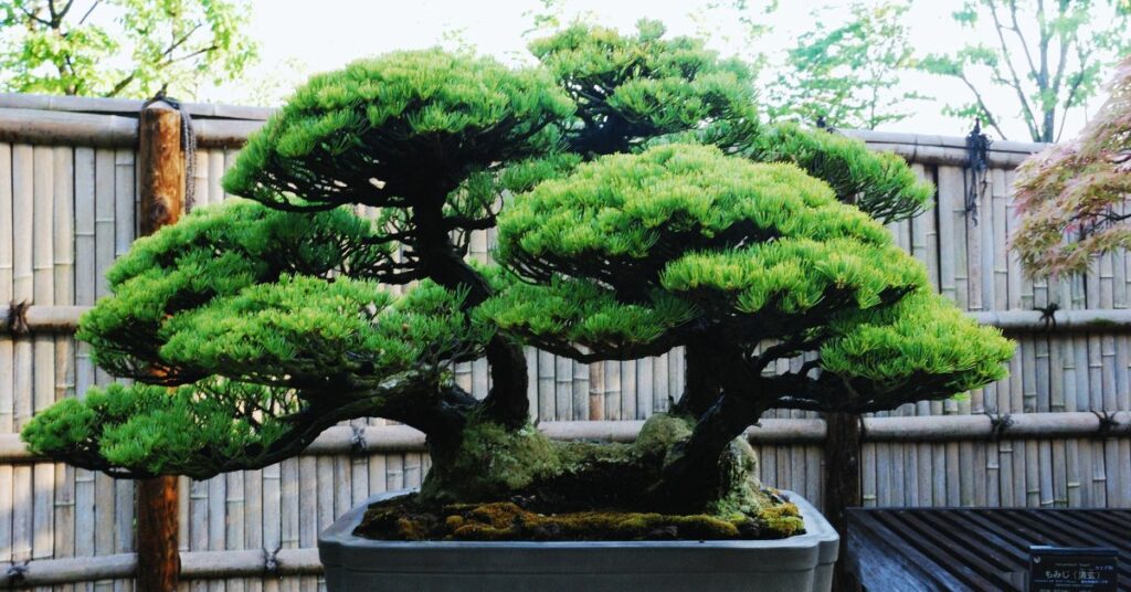 DBKU Cadang Pembangunan Taman Bonsai Pertama Malaysia Di Kuching