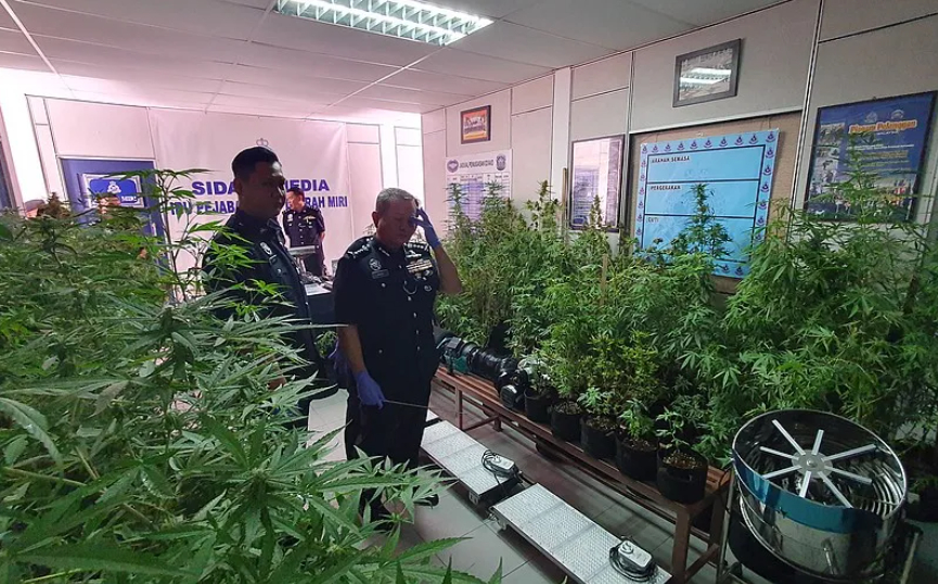 Polis Miri Serbu Ladang Ganja Terbesar Di Jalan Piasau Bernilai RM3.6 Juta