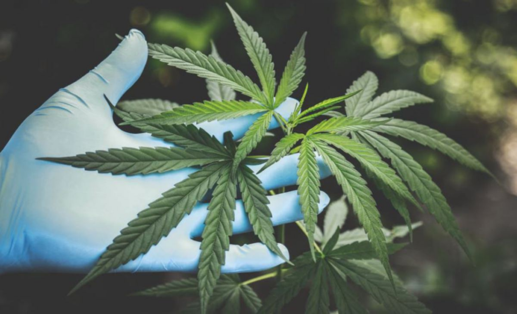 Operasi Penanaman Ganja Terbesar Sarawak Tumpas, Nilai Rampasan Lebih RM 3 Juta