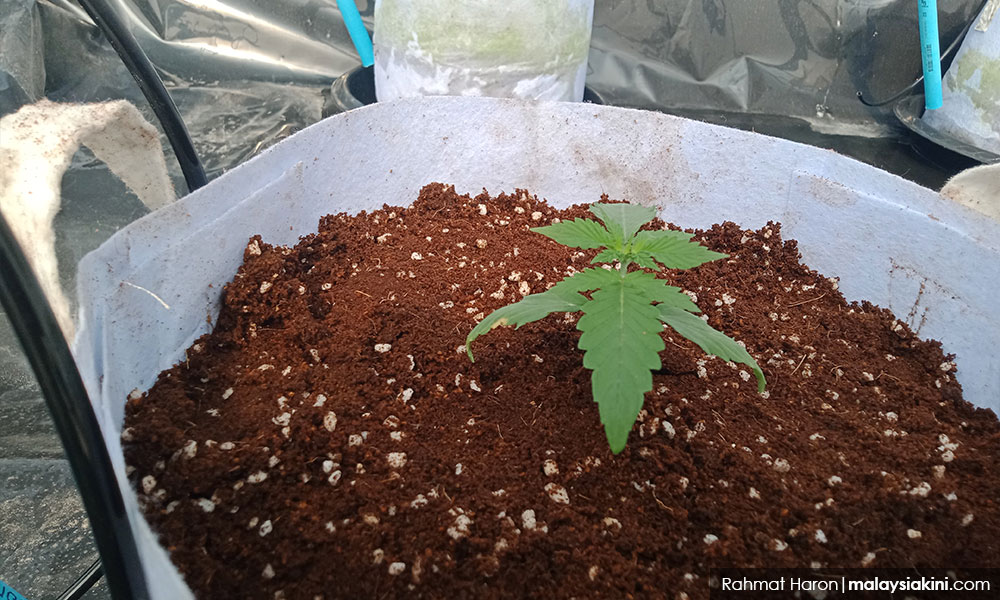 Operasi Penanaman Ganja Terbesar Sarawak Tumpas, Nilai Rampasan Lebih RM 3 Juta