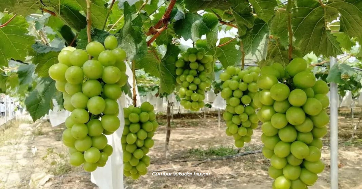 Anggur Shine Muscat Didakwa Ada Bahan Kimia, KPKM Dan MARDI Ambil Langkah Siasatan