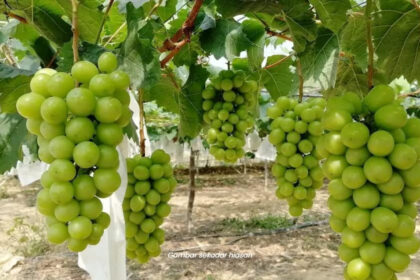 Anggur Shine Muscat Didakwa Ada Bahan Kimia, KPKM Dan MARDI Ambil Langkah Siasatan