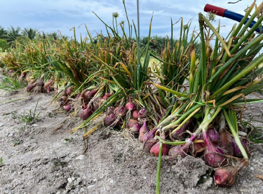 Kegigihan Individu Ini Berjaya Bina Kebun Bawang Merah Pertama Di Sabah