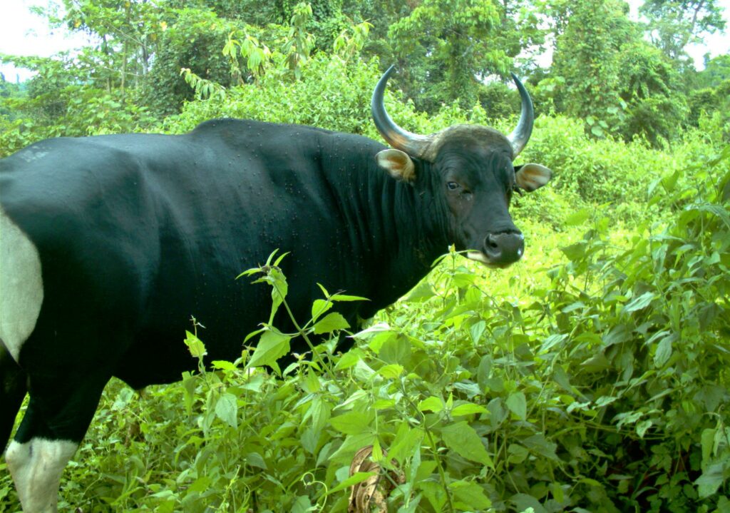 Banteng Borneo, Mamalia Yang Hanya Ada Di Sabah Kini Diklasifikasikan Terancam