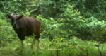 Banteng Borneo, Mamalia Yang Hanya Ada Di Sabah Kini Diklasifikasikan Terancam