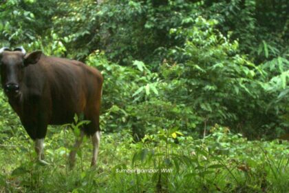 Banteng Borneo, Mamalia Yang Hanya Ada Di Sabah Kini Diklasifikasikan Terancam