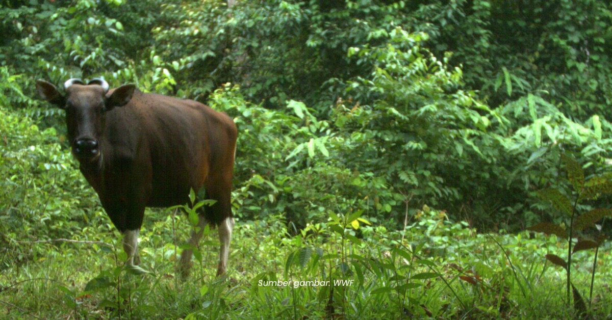 Banteng Borneo, Mamalia Yang Hanya Ada Di Sabah Kini Diklasifikasikan Terancam