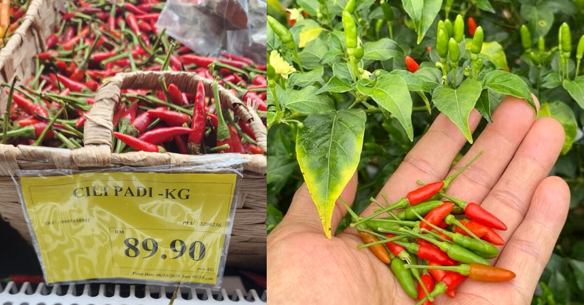 Petani Sabah Kongsi Pengalaman Jual Cili Padi Boleh Raih Hampir RM100 Sekilo