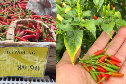 Petani Sabah Kongsi Pengalaman Jual Cili Padi Boleh Raih Hampir RM100 Sekilo