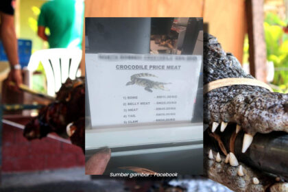 Tular Senarai Harga Daging Buaya Di Sarawak Tarik Perhatian Netizen