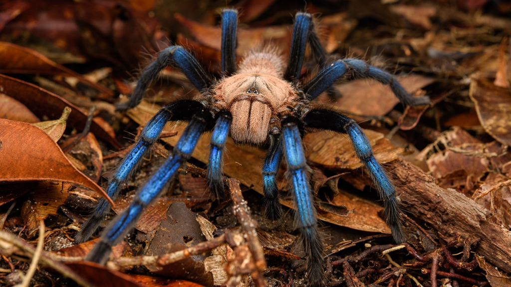 Tarantula Dari Sarawak Ini Dikategori Antara Labah-Labah Tercantik Di Dunia