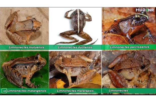 Penemuan 26 Spesies Katak Baharu Tahun Ini Di Bumi Kenyalang