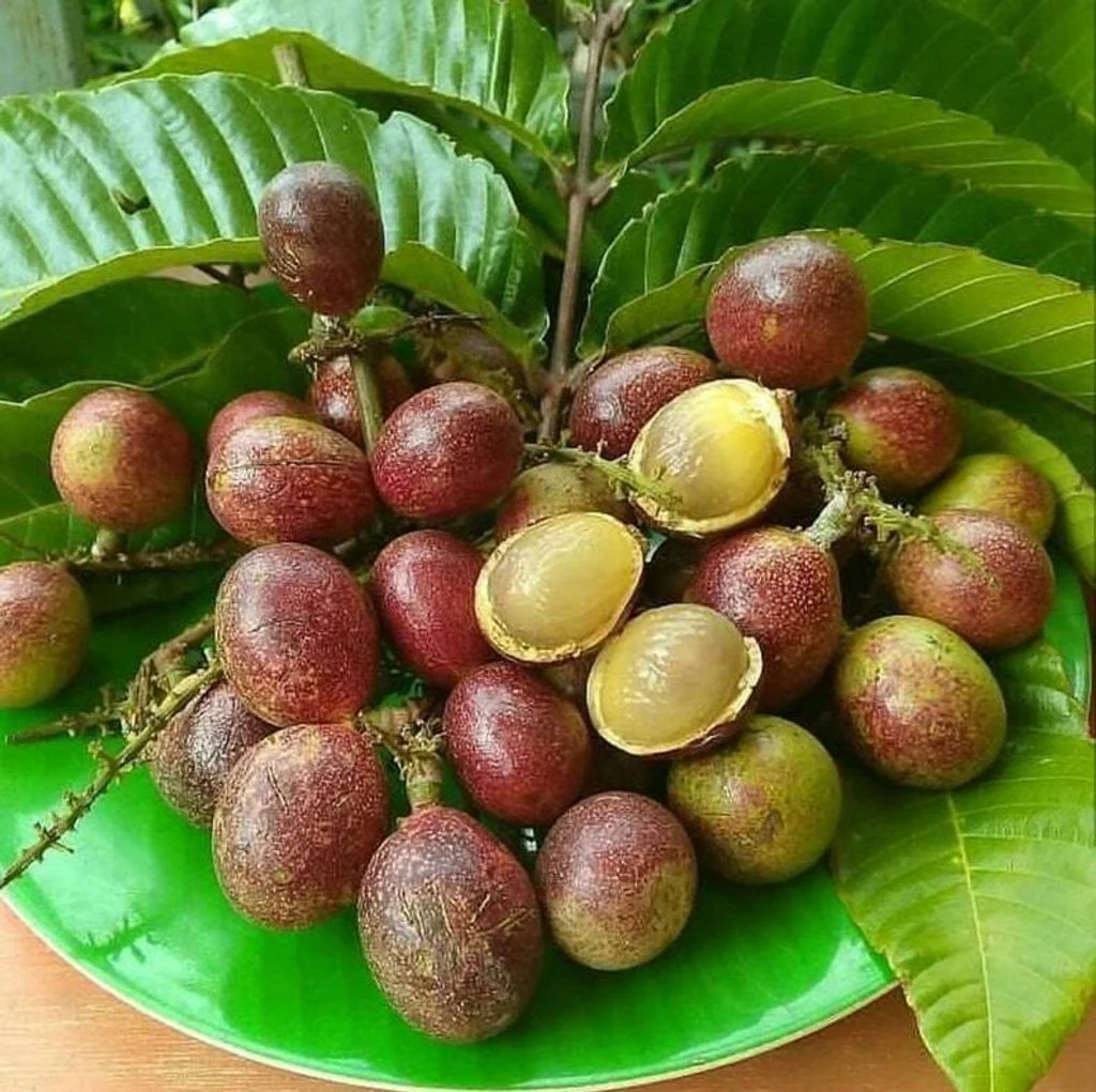 Ini 5 Fakta Menarik Tentang Buah Kristal, Buah Longan Sarawak