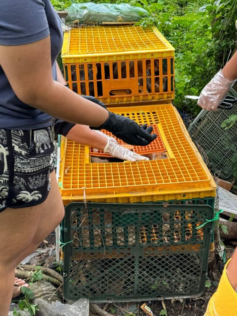 Terima Aduan Jadi 'Lauk', SSPCA Berjaya Selamatkan 23 Ekor Kucing Di Kuching