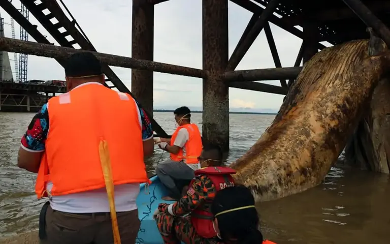 Bagaimana Ikan Paus Baleen Boleh Sampai Ke Perairan Sarawak