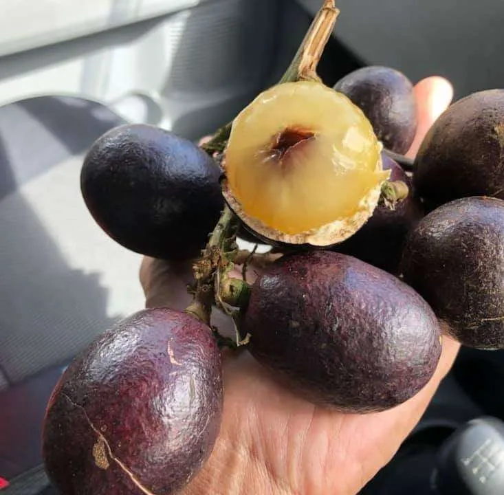 Ini 5 Fakta Menarik Tentang Buah Kristal, Buah Longan Sarawak
