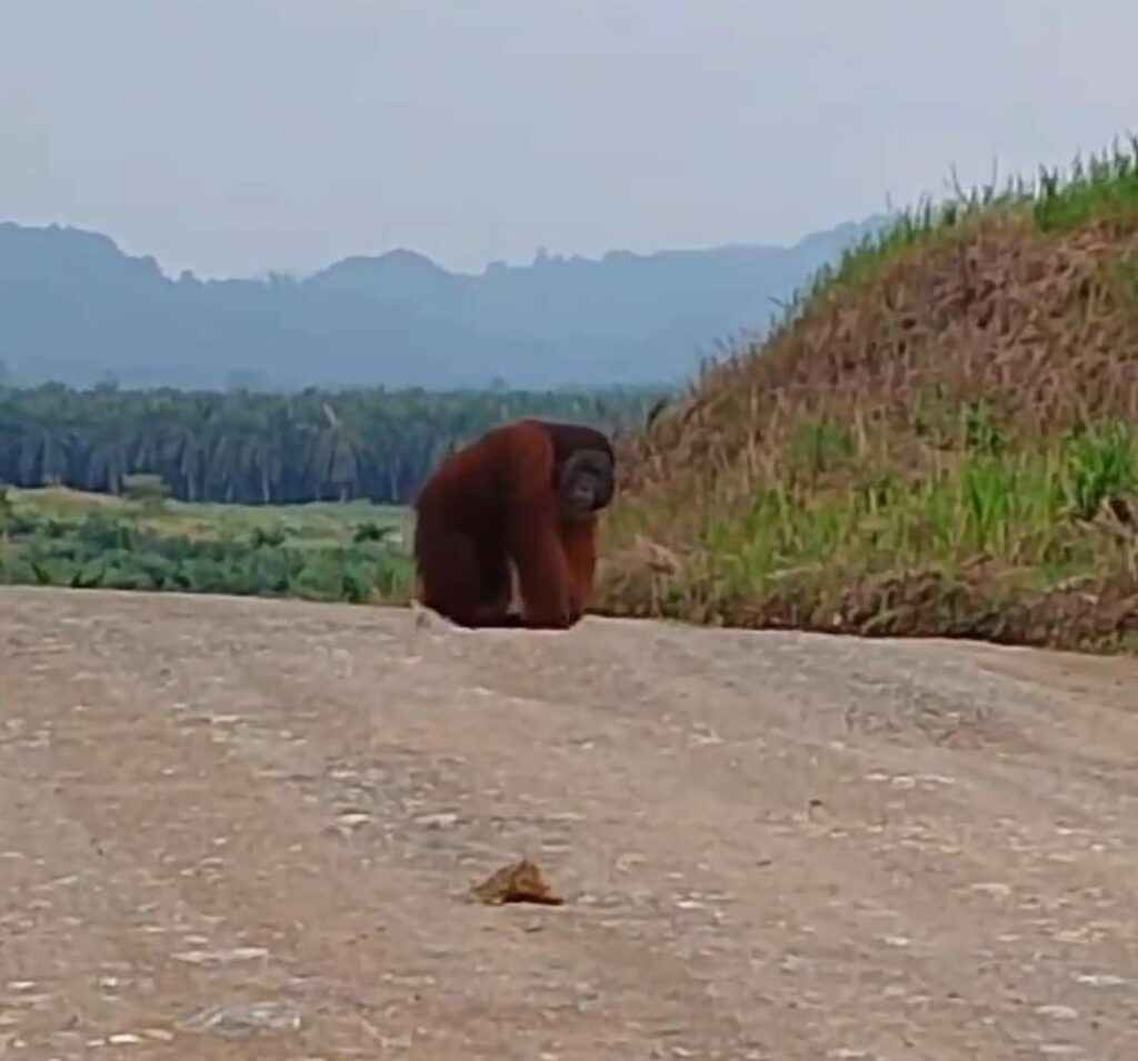 Tular Penampakan Orang Utan Melintas Jalan Di Lahad Datu Raih Perhatian Ramai