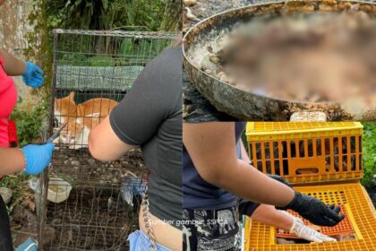 Terima Aduan Jadi 'Lauk', SSPCA Berjaya Selamatkan 23 Ekor Kucing Di Kuching