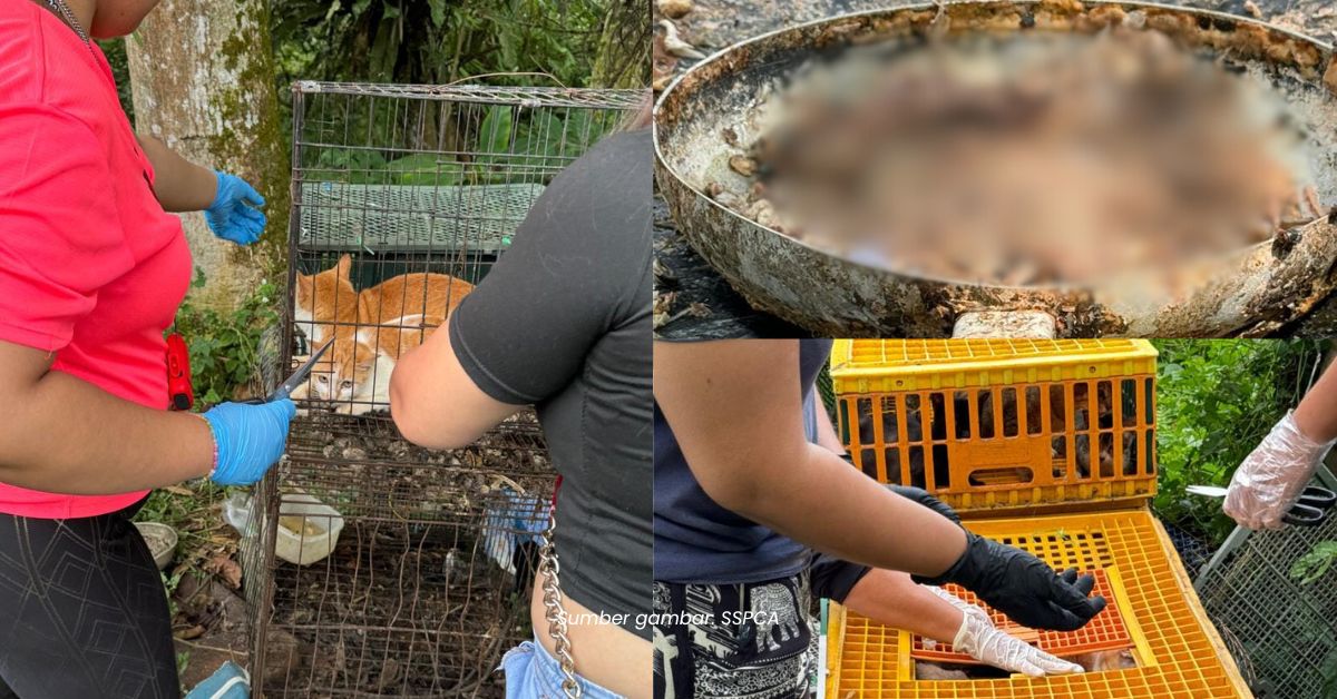 Terima Aduan Jadi 'Lauk', SSPCA Berjaya Selamatkan 23 Ekor Kucing Di Kuching