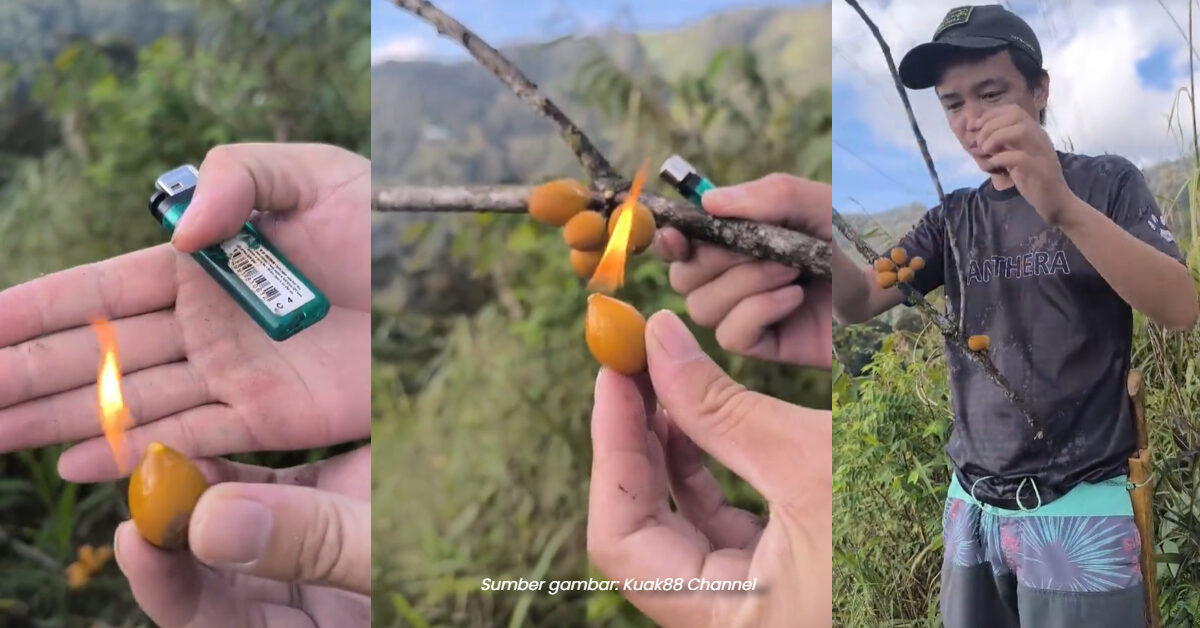 [VIDEO] Boleh Terbakar, Individu Tunjuk Keunikan Buah Kerosene Di Sabah