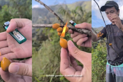 [VIDEO] Boleh Terbakar, Individu Tunjuk Keunikan Buah Kerosene Di Sabah