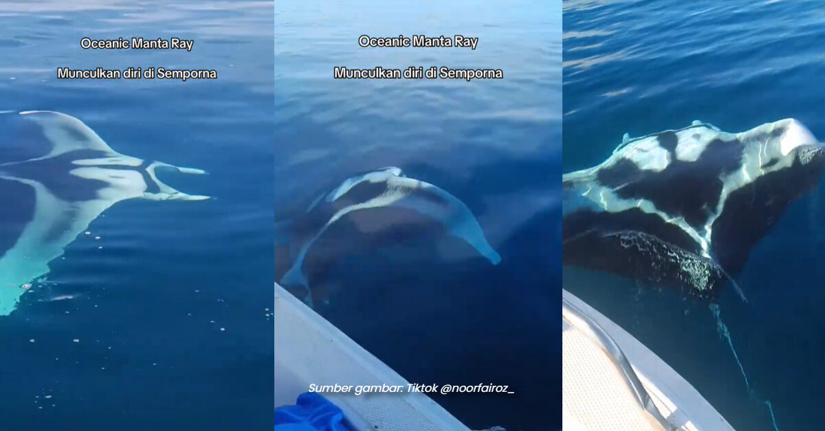 [VIDEO] Penampakan Rare White Manta Ray Di Sabah Tarik Perhatian Netizen