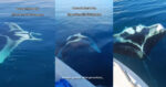 [VIDEO] Penampakan Rare White Manta Ray Di Sabah Tarik Perhatian Netizen