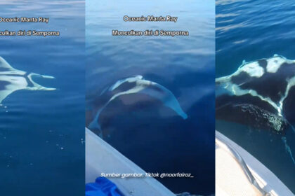 [VIDEO] Penampakan Rare White Manta Ray Di Sabah Tarik Perhatian Netizen