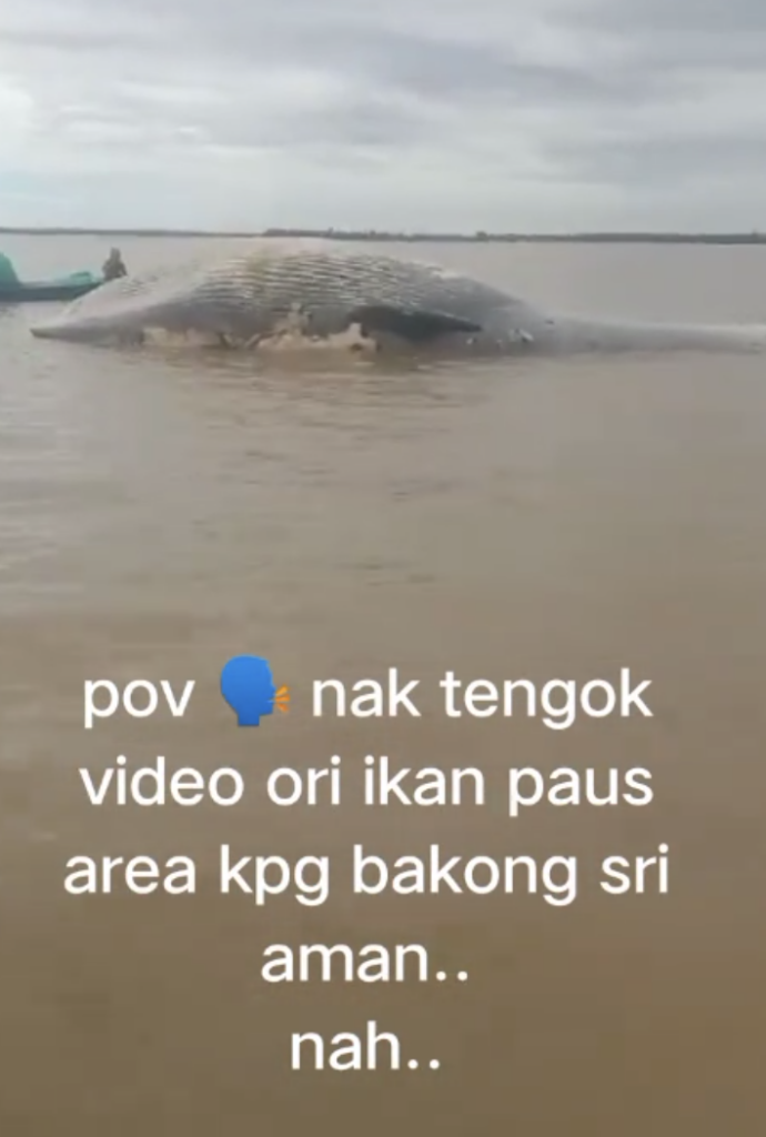 SFC Sahkan Bangkai Ikan Paus Ditemui Di Bawah Jambatan Triso