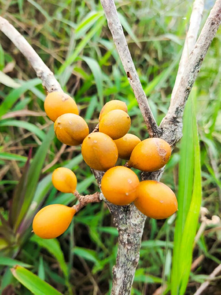 [VIDEO] Boleh Terbakar, Individu Tunjuk Keunikan Buah Kerosene Di Sabah
