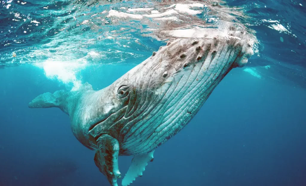 Bagaimana Ikan Paus Baleen Boleh Sampai Ke Perairan Sarawak