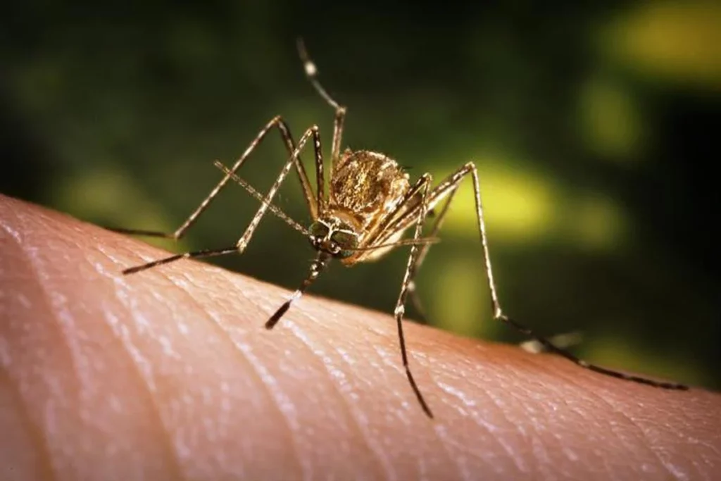 Ini Sebab Kenapa Suntikan Japanese Encephalitis Diwajibkan Di Sarawak