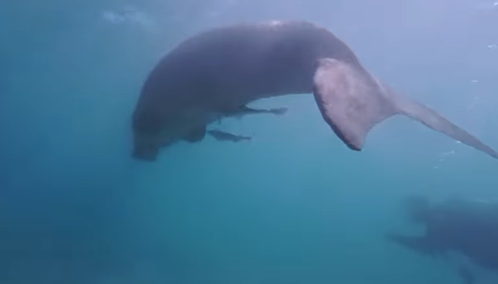 Lagi Penampakan Rare Di Pulau Mabul, Penyelam Sempat Rakam Dugong Buat Teruja
