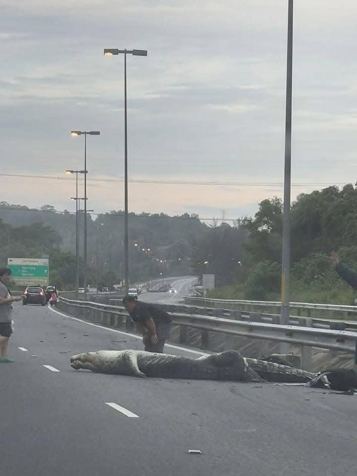 Buaya Mati Dilanggar Kereta Di Lebuhraya Penanjong – Tutong Brunei