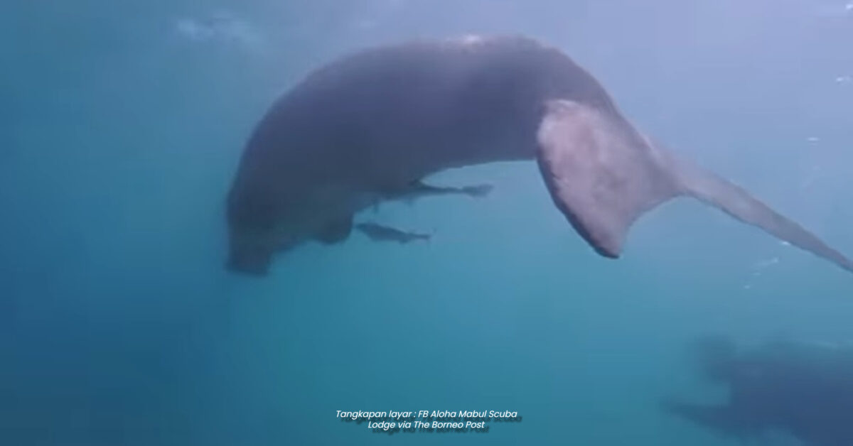Lagi Penampakan Rare Di Pulau Mabul, Penyelam Sempat Rakam Dugong Buat Teruja