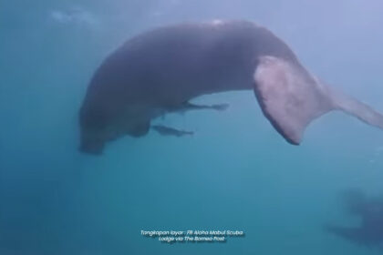 Lagi Penampakan Rare Di Pulau Mabul, Penyelam Sempat Rakam Dugong Buat Teruja