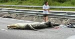 Buaya Mati Dilanggar Kereta Di Lebuhraya Penanjong – Tutong Brunei