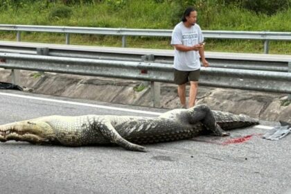 Buaya Mati Dilanggar Kereta Di Lebuhraya Penanjong – Tutong Brunei