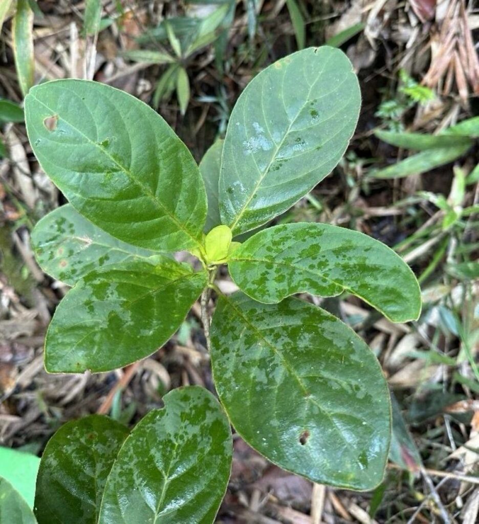 Chewlunia Sabahensis, Penemuan Tumbuhan Kopi Unik Dari Sabah Diiktiraf Sebagai Genus Baharu