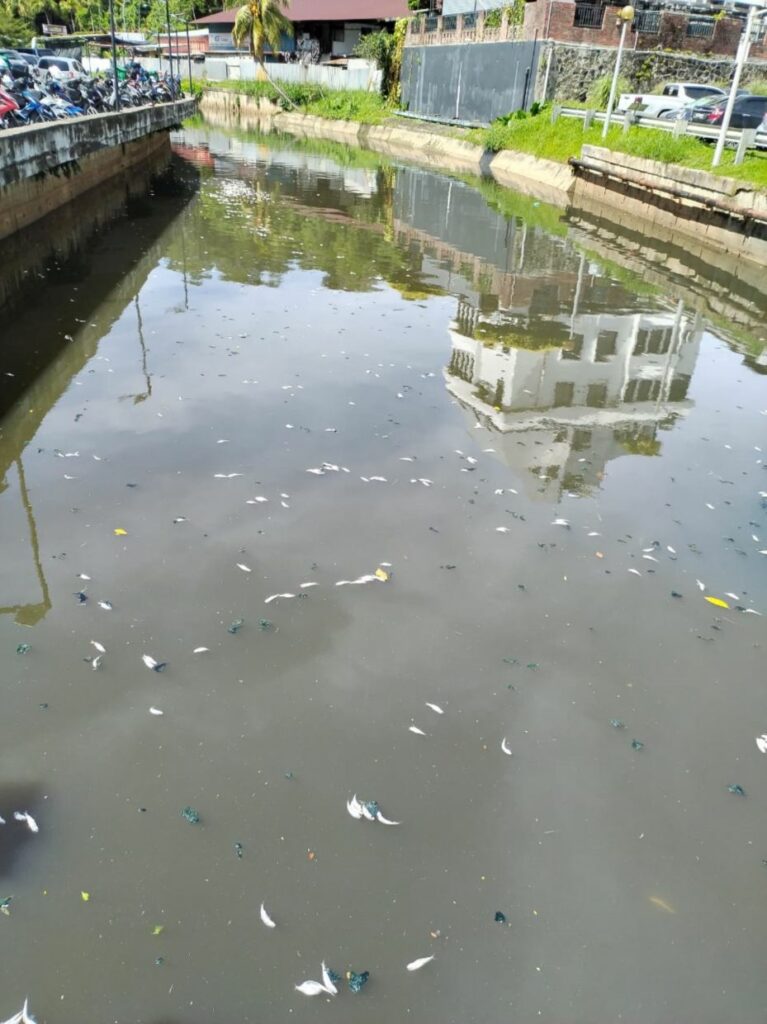 Misteri Ratusan Ikan Mati Terapung Di 2 Sungai Kota Kinabalu, Punca Masih Jadi Teka-Teki