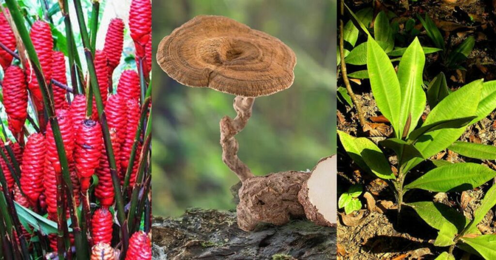 3 Fakta Menarik Banjaran Kelingkang, Sempadan Semula Jadi di Borneo