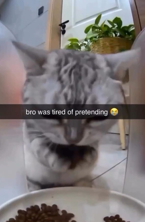 Level Profesional, Tular Kucing Makan Guna Tangan Raih Perhatian Netizen