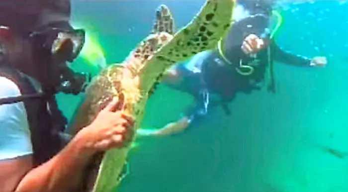 Video Tular Penyelam Sabah Pegang Penyu Secara Paksa Demi Bergambar, Cetus Kemarahan Netizen